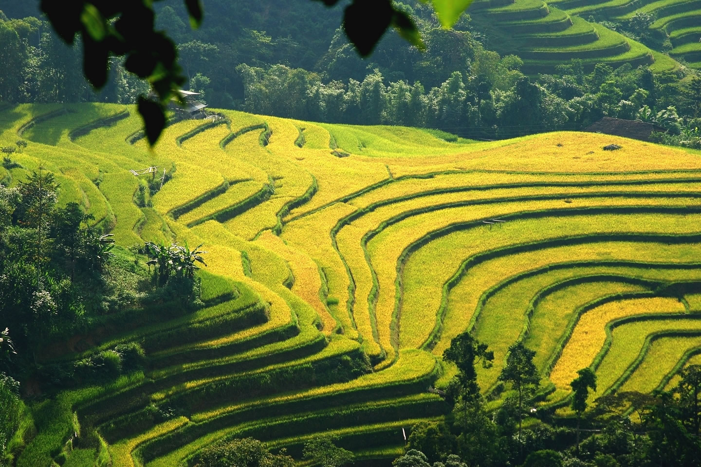Terraced fields in Hoang Su Phi